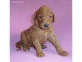 Mutt Puppy for sale in Butler, OH, USA