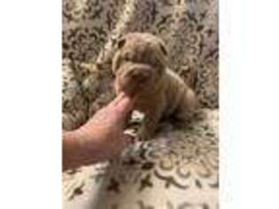 Mutt Puppy for sale in Liberty, MO, USA