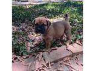 Boerboel Puppy for sale in Wills Point, TX, USA