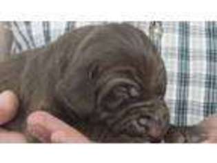 Weimaraner Puppy for sale in Topsham, VT, USA