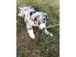 Border Collie Puppy for sale in Guilford, IN, USA