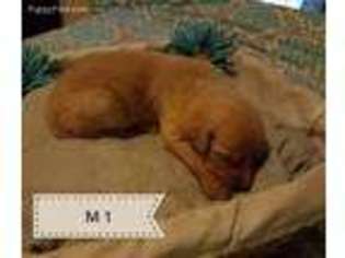 Goldendoodle Puppy for sale in Findlay, OH, USA