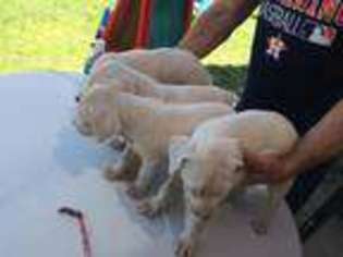 Dogo Argentino Puppy for sale in Opelousas, LA, USA