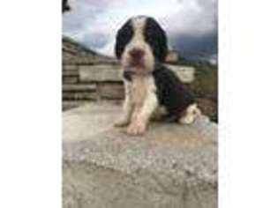 English Springer Spaniel Puppy for sale in Philippi, WV, USA