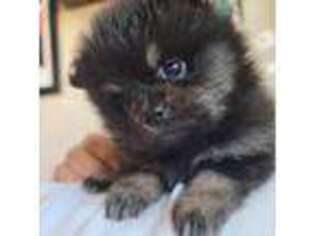 Pomeranian Puppy for sale in Bell, CA, USA