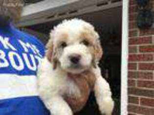 Saint Berdoodle Puppy for sale in Conneaut, OH, USA