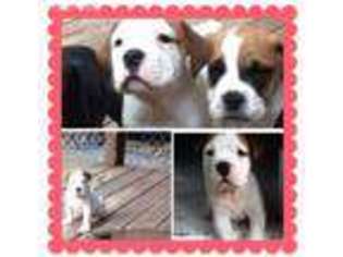 Olde English Bulldogge Puppy for sale in Ithaca, NY, USA