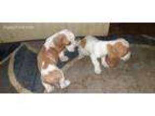 Basset Hound Puppy for sale in Blooming Grove, TX, USA