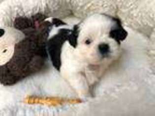 Mutt Puppy for sale in Milpitas, CA, USA