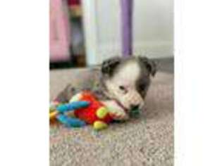 Cardigan Welsh Corgi Puppy for sale in Grand Rapids, MI, USA