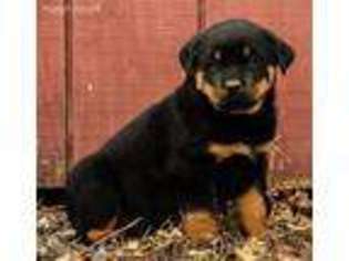 Rottweiler Puppy for sale in Spencer, MA, USA