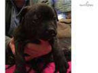 Staffordshire Bull Terrier Puppy for sale in Grand Rapids, MI, USA