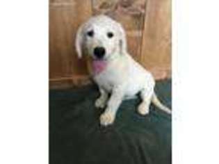 Mutt Puppy for sale in Columbia, KY, USA