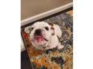 Bulldog Puppy for sale in Gambrills, MD, USA