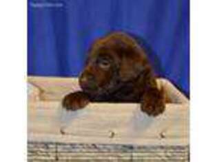 Labrador Retriever Puppy for sale in Davenport, IA, USA