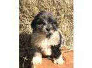 Mutt Puppy for sale in Albertville, AL, USA