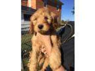 Goldendoodle Puppy for sale in Oshkosh, WI, USA