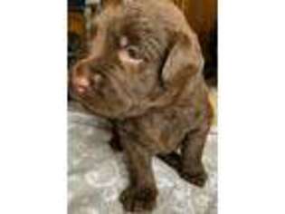 Labradoodle Puppy for sale in Baton Rouge, LA, USA