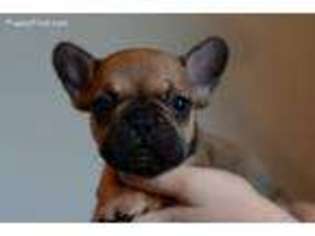 French Bulldog Puppy for sale in Prince Frederick, MD, USA