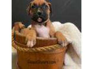 Boxer Puppy for sale in White Hall, MD, USA