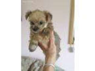 Yorkshire Terrier Puppy for sale in Hobe Sound, FL, USA