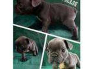 French Bulldog Puppy for sale in Charleston, WV, USA