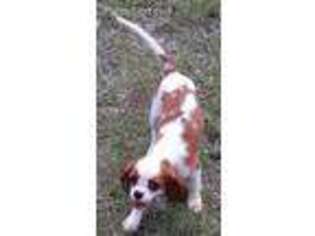 Cavalier King Charles Spaniel Puppy for sale in Waycross, GA, USA