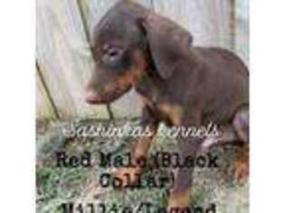 Doberman Pinscher Puppy for sale in Athens, AL, USA