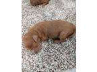 Goldendoodle Puppy for sale in Trout Creek, MT, USA