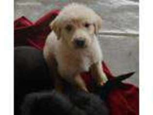 Labradoodle Puppy for sale in Elizabethtown, NC, USA