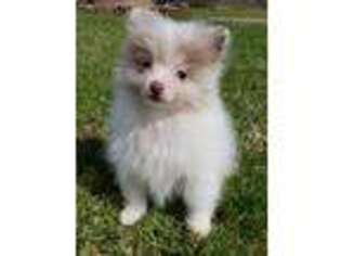 Pomeranian Puppy for sale in South Elgin, IL, USA