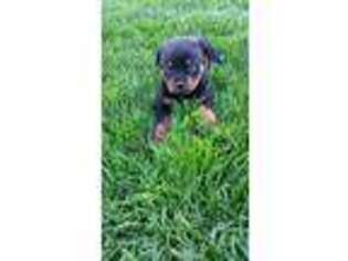 Rottweiler Puppy for sale in Loogootee, IN, USA
