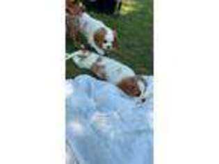 Cavalier King Charles Spaniel Puppy for sale in Stacy, MN, USA