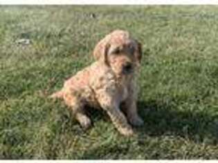 Goldendoodle Puppy for sale in Donnellson, IA, USA
