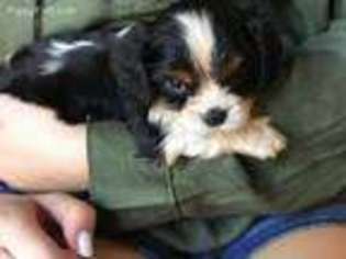 Cavalier King Charles Spaniel Puppy for sale in Smyrna, TN, USA