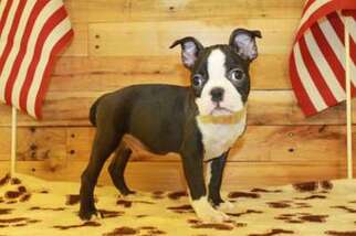 Boston Terrier Puppy for sale in Ocoee, FL, USA