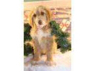 Goldendoodle Puppy for sale in Scottsville, VA, USA