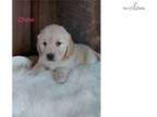 Golden Retriever Puppy for sale in Canton, OH, USA