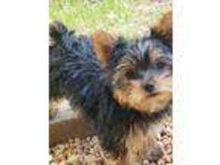 Yorkshire Terrier Puppy for sale in Waleska, GA, USA