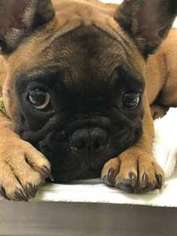 French Bulldog Puppy for sale in Campbell, CA, USA