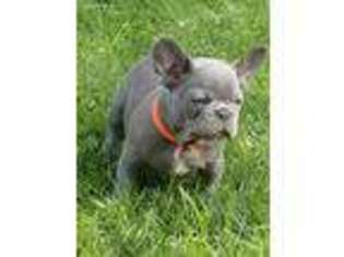 French Bulldog Puppy for sale in Greenville, OH, USA