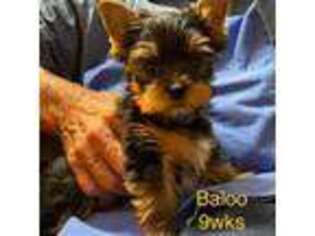 Yorkshire Terrier Puppy for sale in Early, TX, USA
