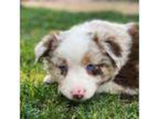 Miniature Australian Shepherd Puppy for sale in Sandy Valley, NV, USA