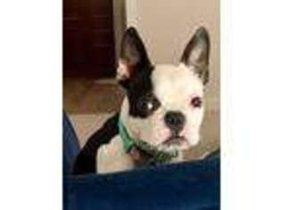 Boston Terrier Puppy for sale in San Clemente, CA, USA