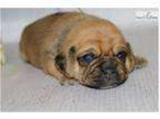 Puggle Puppy for sale in Sioux City, IA, USA