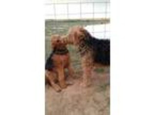 Airedale Terrier Puppy for sale in Dalhart, TX, USA