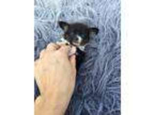 Chihuahua Puppy for sale in Pittsburgh, PA, USA