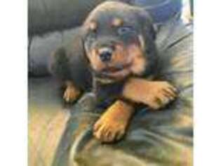 Rottweiler Puppy for sale in Davenport, IA, USA