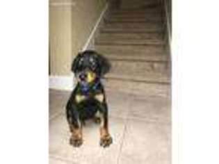 Doberman Pinscher Puppy for sale in Land O Lakes, FL, USA