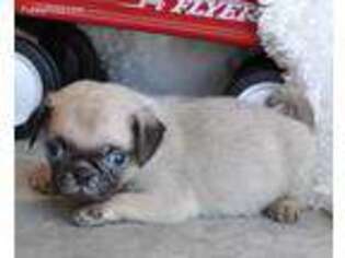 Pug Puppy for sale in Little Rock, IA, USA